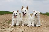 BERGER BLANC SUISSE - ADULTS ET PUPPIES 020